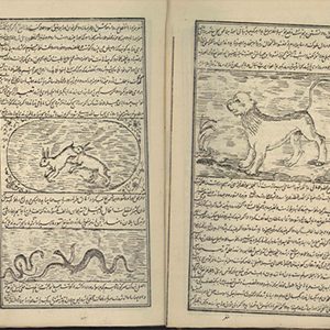 خواص الحیوان